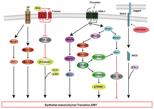 RTK, Wnt, Notch, and Thrombin signaling in RPE cells EMT.