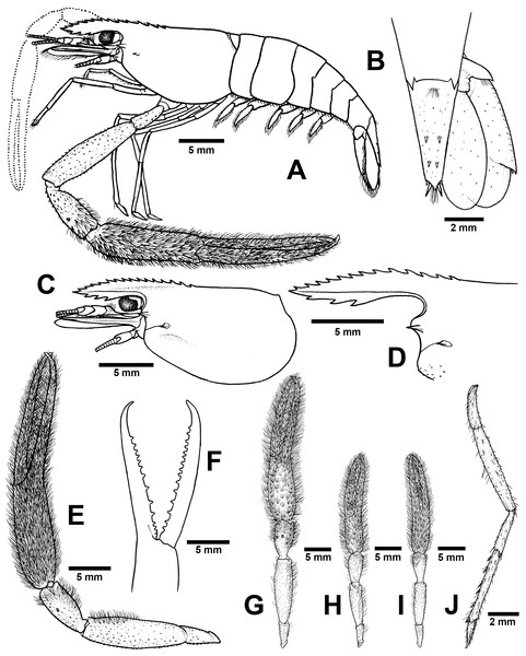 Morphological characters of Macrobrachium naiyanetri sp. nov. (A-G, I from holotype, H from paratype; CUMZ MP00003).