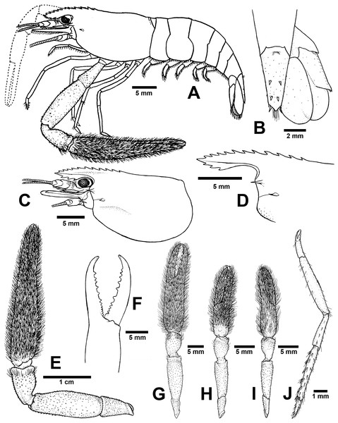 Morphological characters of Macrobrachium palmopilosum sp. nov. (A-G, I from holotype, H from paratype; CUMZ MP00008).