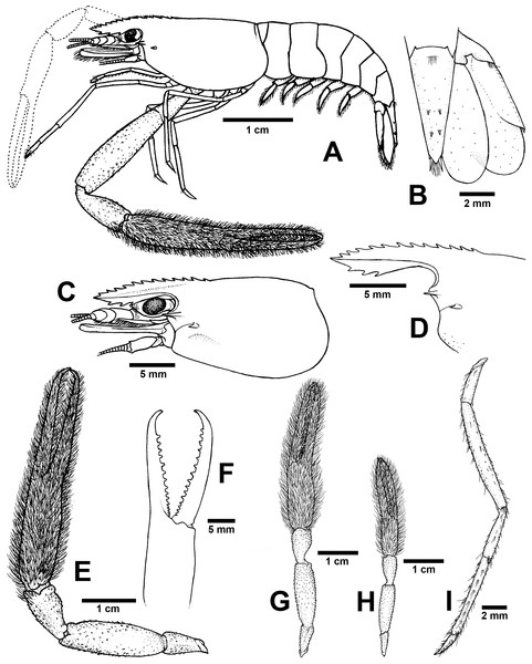Morphological characters of Macrobrachium puberimanus sp. nov. (A-G, I from holotype, H from CUMZ MP00015).