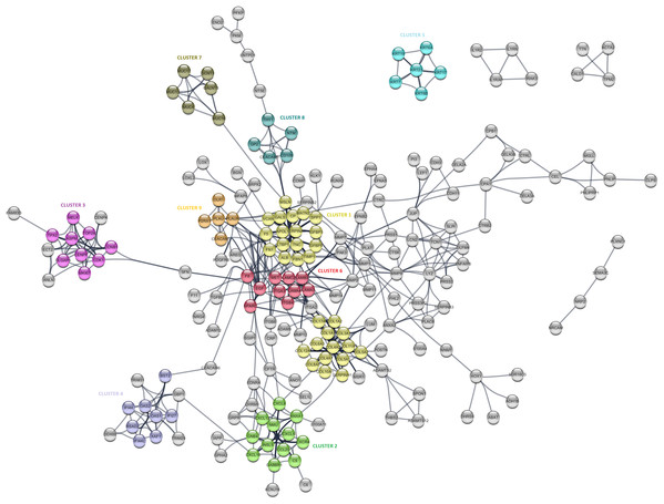 The protein-protein interaction (PPI) network analysis of differentially expressed genes in PDAC.