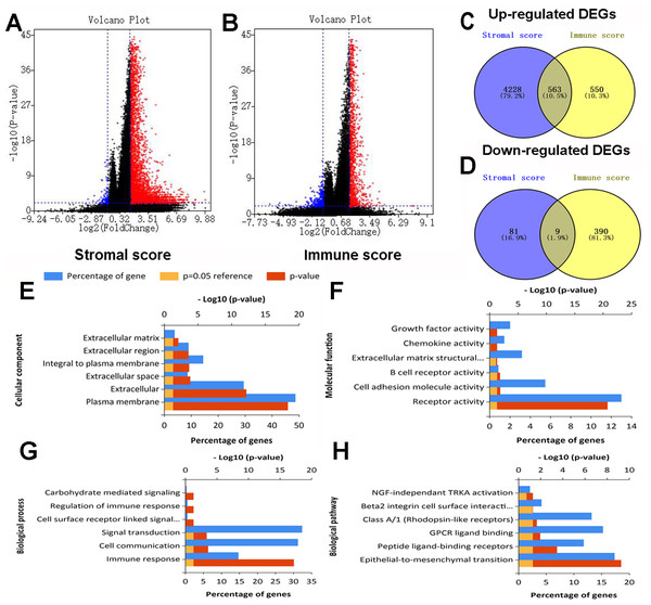 Expression profiles and biological functions of DEGs based on stromal and immune scores.