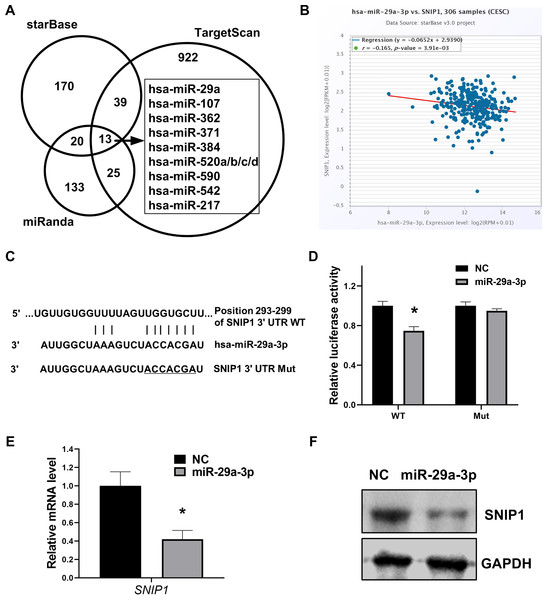 miR-29a-3p directly targets SNIP1 in HeLa cells.