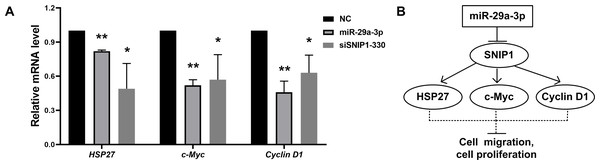 MiR-29a-3p regulated the downstream genes of SNIP1.