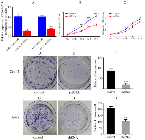 LINC01234 knockdown suppressed the proliferation and colony formation of ccRCC cells.
