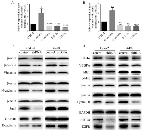 EMT process and HIF-2α pathways were inhibited in ccRCC cells following LINC01234 knockdown.