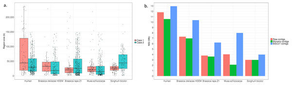 (A) Distribution of the sizes of overlapping regions in the raw assemblies. Detection was done using either Bionano labels (Case 1) or a BLAT alignment (Case 2). (B) N50 contigs of raw assemblies and assemblies before or after BiSCoT treatment.
