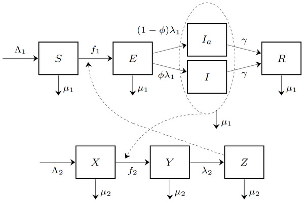 The compartment model of chikungunya virus transmission on Reunion Island.