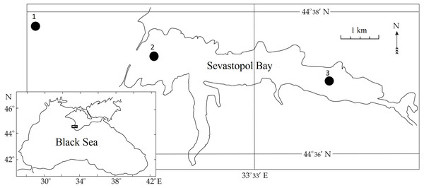 Sampling stations in Sevastopol Bay.