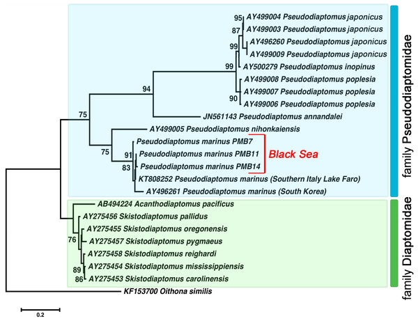 The phylogenetic tree constructed on the basis of 22 nucleotide sequences of nuclear ribosomal internal transcribed spacer (ITS2) by ML method (K2 model and a discrete Gamma distribution).