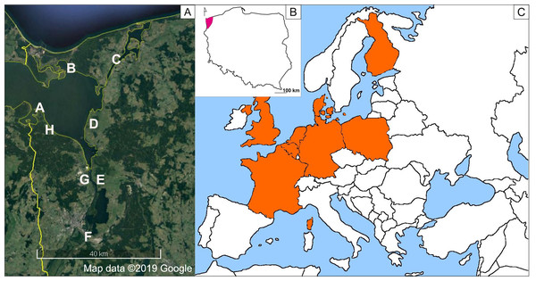 Distribution map of Impatiens capensis Meerb. in Europe (C), range in Poland (B), sites of the studied populations (A) (prepared by Adamowski & Myśliwy).