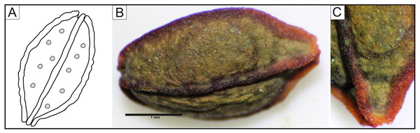 (A) Drawing of seed of Impatiens capensis. (based on Bojňanský & Fargašová, 2007), seed of Impatiens capensis under the light microscope; (B) general view; (C) rib.