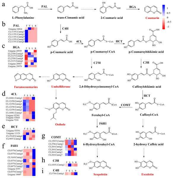 Proposed pathway for coumarin biosynthesis in C. monnieri (A) and the expression levels of unigenes encoding enzymes involved in each step are shown (B–I).