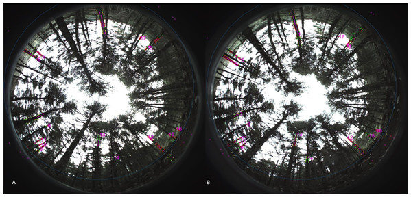 Example of hemispherical pair images obtained with ForeStereo to characterize forest stand canopy structure at the field sampling plots.