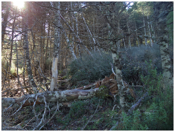 Photograph showing the widespread decline and dieback processes (stand stagnation, tree mortality, forest gap opening) that A. pinsapo forests are experiencing in the study area.