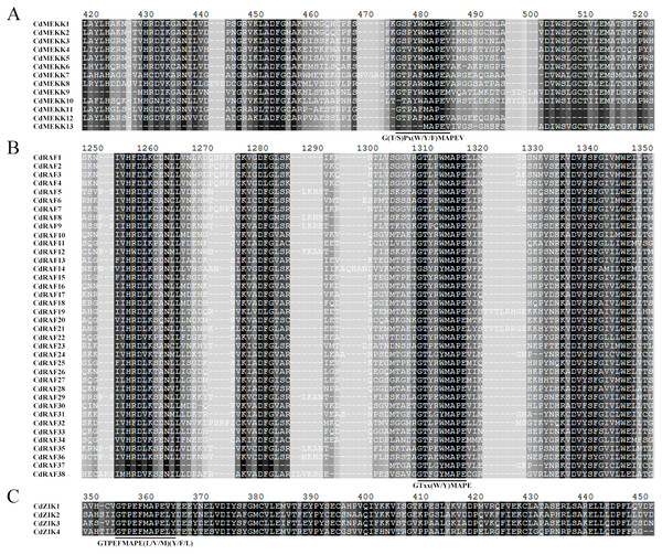 Multiple sequence alignment analysis of MAPKKK proteins in bermudagrass.