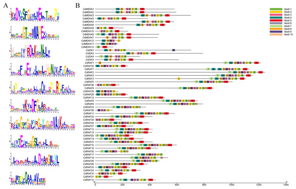 Conserved motifs analysis of the bermudagrass MAPKKK proteins.