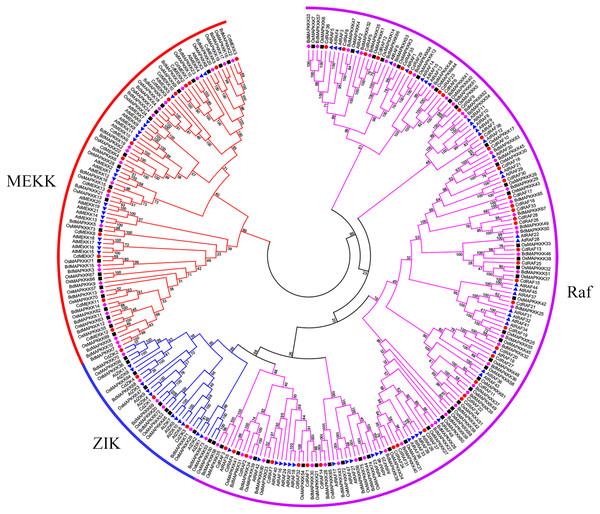Phylogenetic analysis of MAPKKKs from bermudagrass, rice, Arabidopsis and B. distachyon.