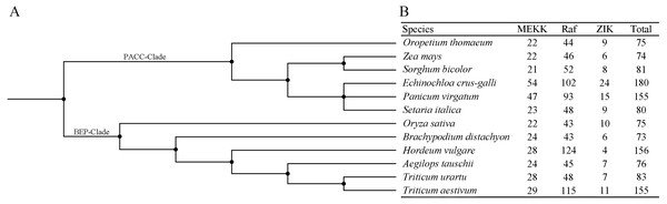 The distribution patterns of MAPKKK member in Poaceae species.