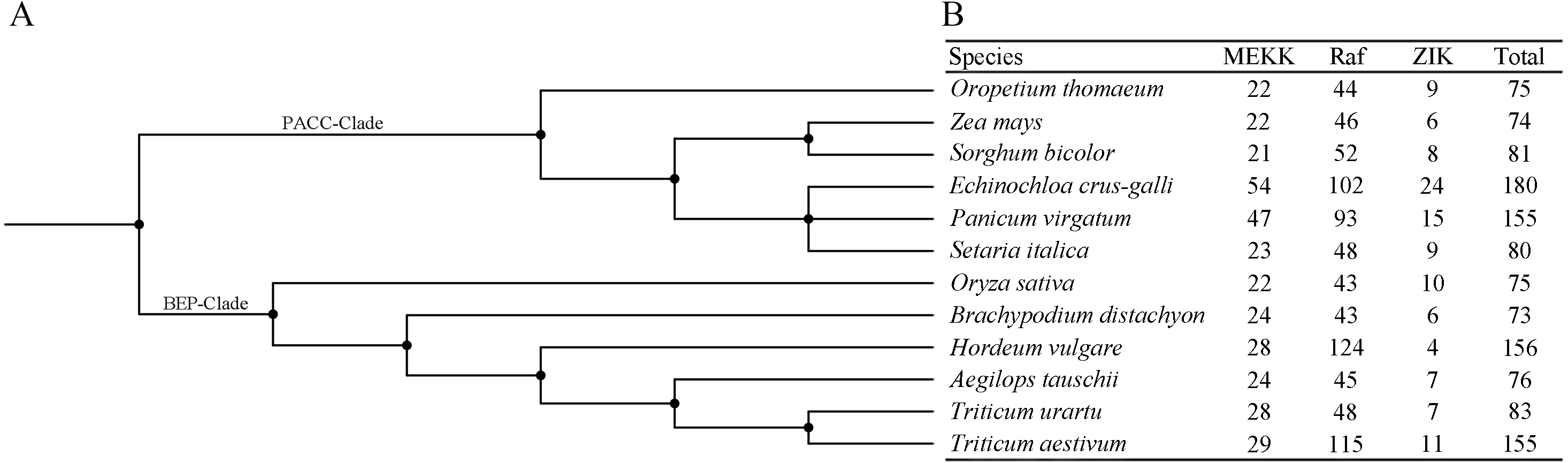 Transcriptome-wide identification of MAPKKK genes in bermudagrass