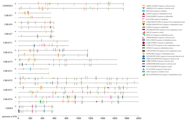 Analysis of cis-regulatory elements (CREs) in CdMAPKKKs promoter region.