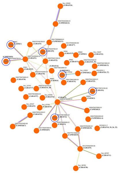 Interaction networks of the bermudagrass MAPKKK proteins.