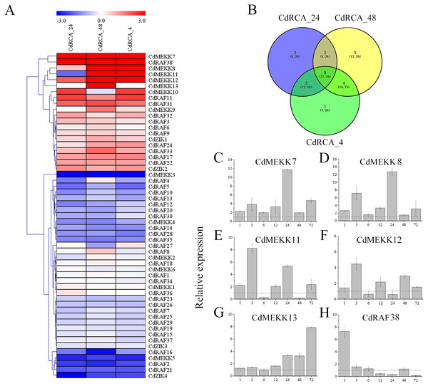 Expression profile of the CdMAPKKKs in response to low temperature stress.