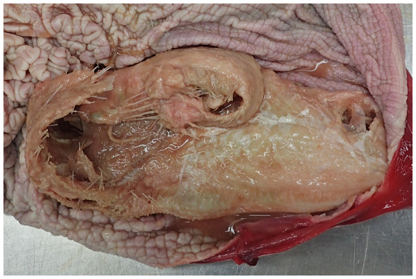 Two partly digested flatfish in the forestomach of case 1.