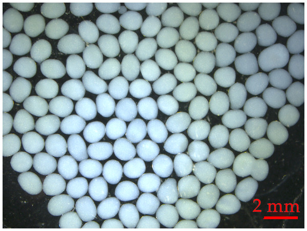The encapsulation of crude dextranase in alginate beads.