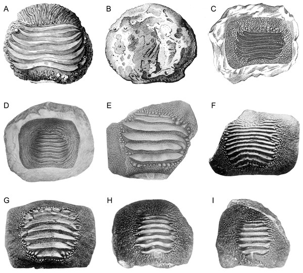 Historical finds of Ptychodus from Italy assigned herein to P. latissimus Agassiz 1835 in occlusal (A, C–M), lateral (N) and inferior (B) views.