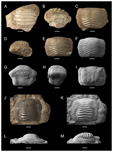 Isolated finds of Ptychodus latissimus Agassiz, 1835 from northeastern Italy in occlusal (A, C, E, F, J and K), anterior (G and L), lateral (B, D, H and M) and inferior (I) views.