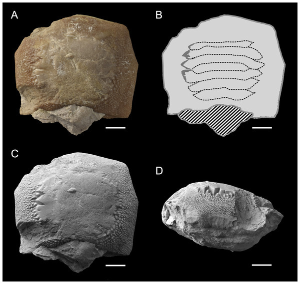 Worn tooth MGP-PD 6729 (A, B, C and D) of Ptychodus latissimus Agassiz, 1835 in occlusal (A and C) and lateral (D) views and interpretative drawing (B) of its reconstructed occlusal ornamentations.