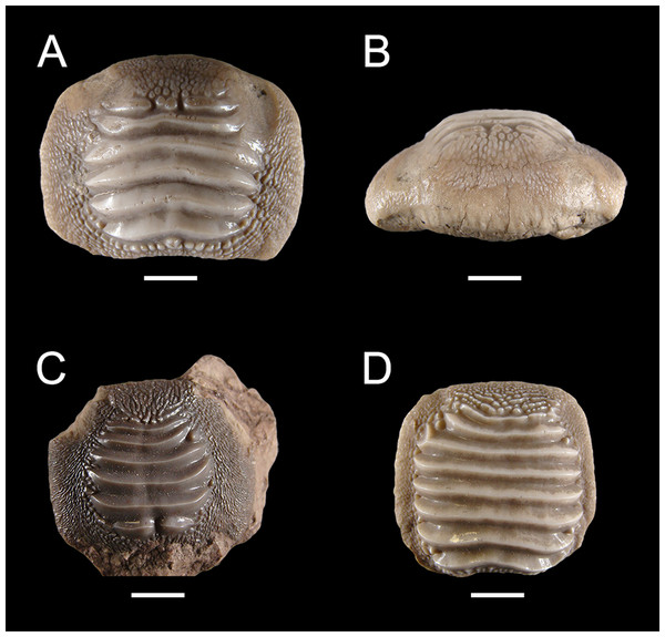 Isolated finds of Ptychodus latissimus Agassiz, 1835 from northeastern Italy in occlusal (A, C, D and K) and anterior (B and L) views.