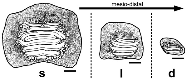 Interpretative drawings of the three main morphotypes (s, symphyseal; l, lateral; d, distal) within the lower dental plates of Ptychodus latissimus Agassiz, 1835 based on the associated specimen MCSNV v.1612 (see also Figs. 4–8).