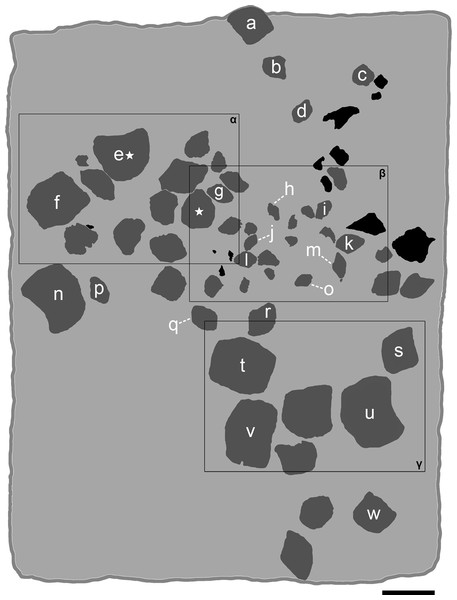 Interpretative line drawing of the associated specimen MCSNV v.1612 (light gray, matrix; dark gray, teeth preserved; black areas, tooth imprints; white stars, worn teeth).