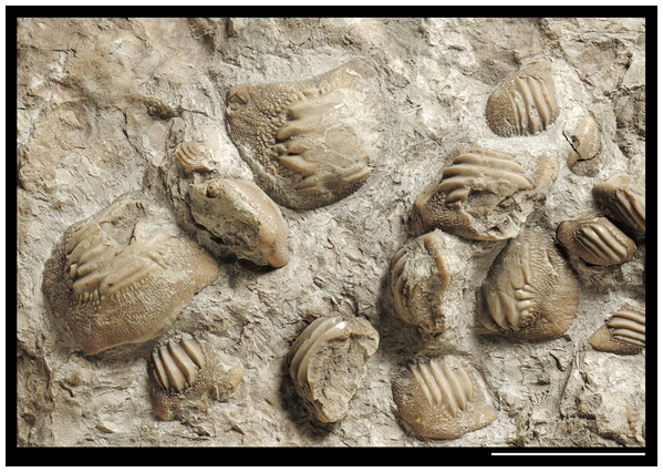 Detail of the slab MCSNV v.1612 exhibiting large worn teeth of Ptychodus latissimus Agassiz, 1835 (see also α in Fig. 5).