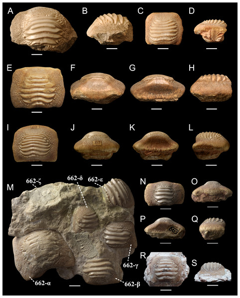 Isolated (A-L, N-S) and associated (M) specimens of Ptychodus latissimus Agassiz, 1835 from the northeastern Italy in occlusal (A, C, E, I, M, N and R), anterior (F, J and O), posterior (G, K and P) and lateral (B, D, H, L, Q and S) views.