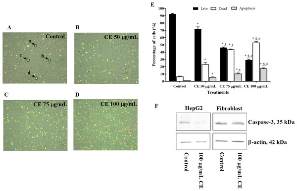 Effect of CE on apoptosis of HepG2 cells.