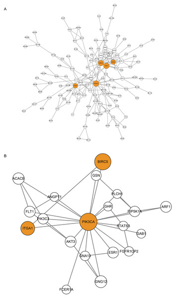 Protein-Protein Interaction (PPI) Network of CDGs.