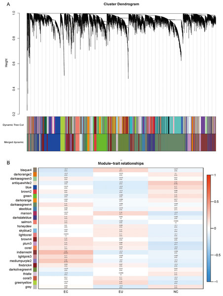 Weighted gene co-expression network analysis (WGCNA) and Module trait relationship.