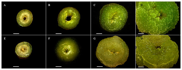 Cell dedifferentiation of petiole explants from both toxic and non-toxic varieties of Jatropha curcas.