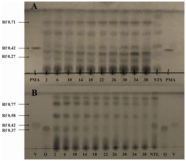 Identification of both diterpenes-type (A), and flavonoids-type (B) compounds in seeds, leaves, and callus of Jatropha curcas, through thin layer chromatography.