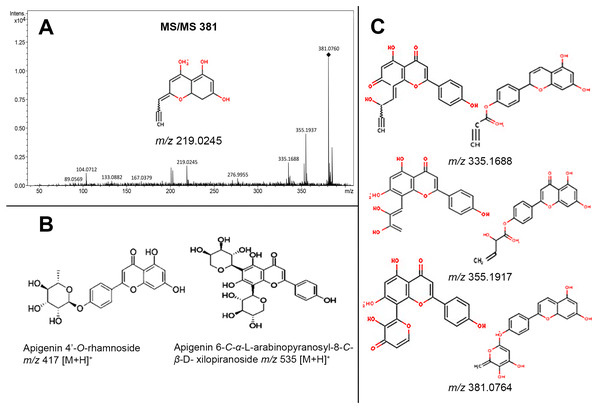 Fragmentation profile (MS/MS) of the molecular ion m/z 381 [M+H]+, observed in leaves extracts, and related to fragmentation of two glycosylated apigenin (apigenin (6-C- α-L-arabinopyranosyl-8-C-β-D-xylopyranoside m/z 535 [M+H]+, apigenin 4’-O-rhamnoside m/z 417 [M+H]+)).