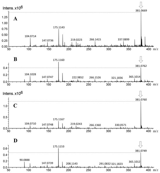 Mass spectra of callus extracts from both toxic and non-toxic varieties of J. curcas at 14 and 38 d culture, showing the relative intensity of the molecular ion m/z 381 [M+H]+ related to the fragmentation profile from two glycosylated apigenin.