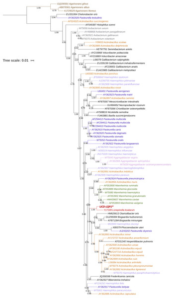 16S rRNA gene phylogenetic placement of Lonepinella koalarum strain UCD-LQP1.