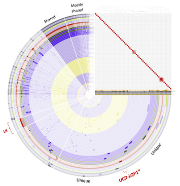 Isolation and sequence-based characterization of a koala symbiont ...