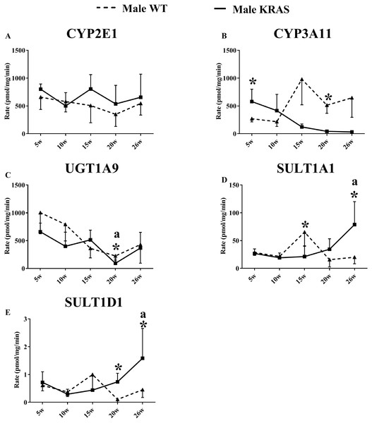 Changes in the enzyme activity of (A) CYP2E1, (B) CYP3A11, (C) UGT1A9, (D) SULT1A1 and (E) SULT1D1 in liver tissues of the male KRAS and WT mice at different ages (n = 5).