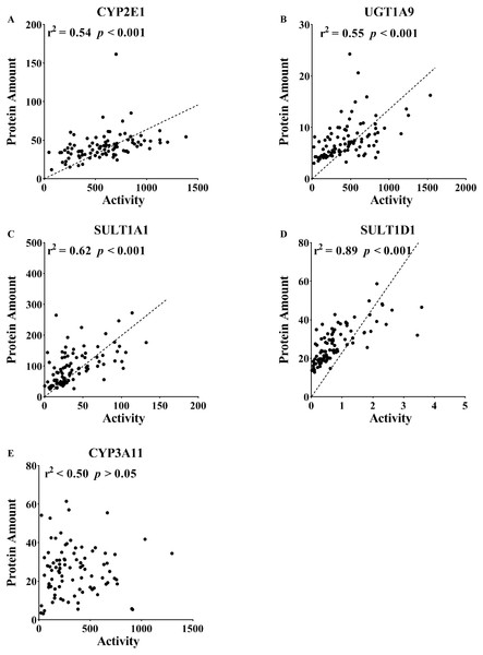 Correlation between the protein expression and activity of (A) CYP2E1, (B) CYP3A11, (C) UGT1A9, (D) SULT1A1 and (E) SULT1D1 in the liver tissue (n = 100).