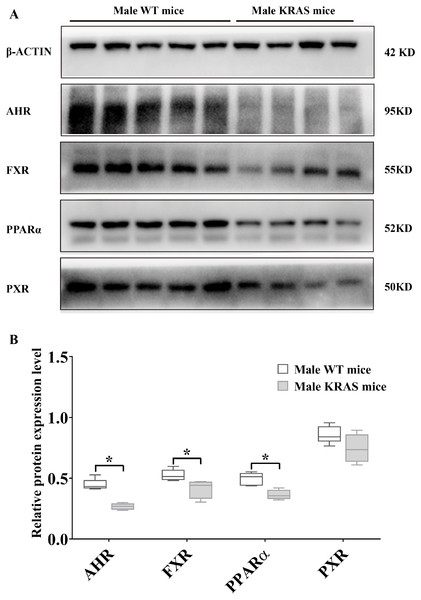 Protein expression levels of AHR, FXR, PPARα and PXR in the male WT (n = 5) and KRAS mice (n = 4) at 26 weeks.