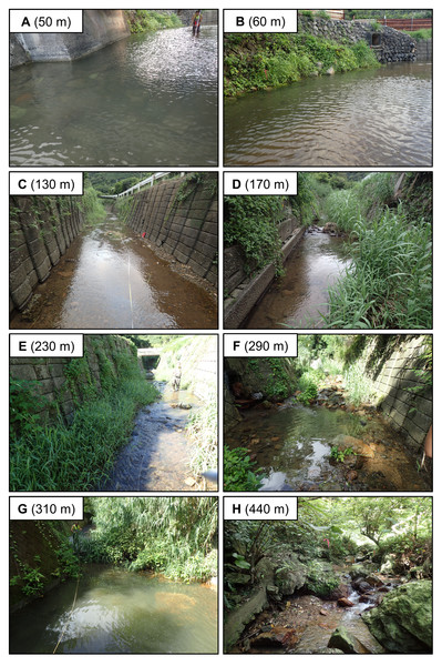 Photographs of representative study sections of the Oganeku River.